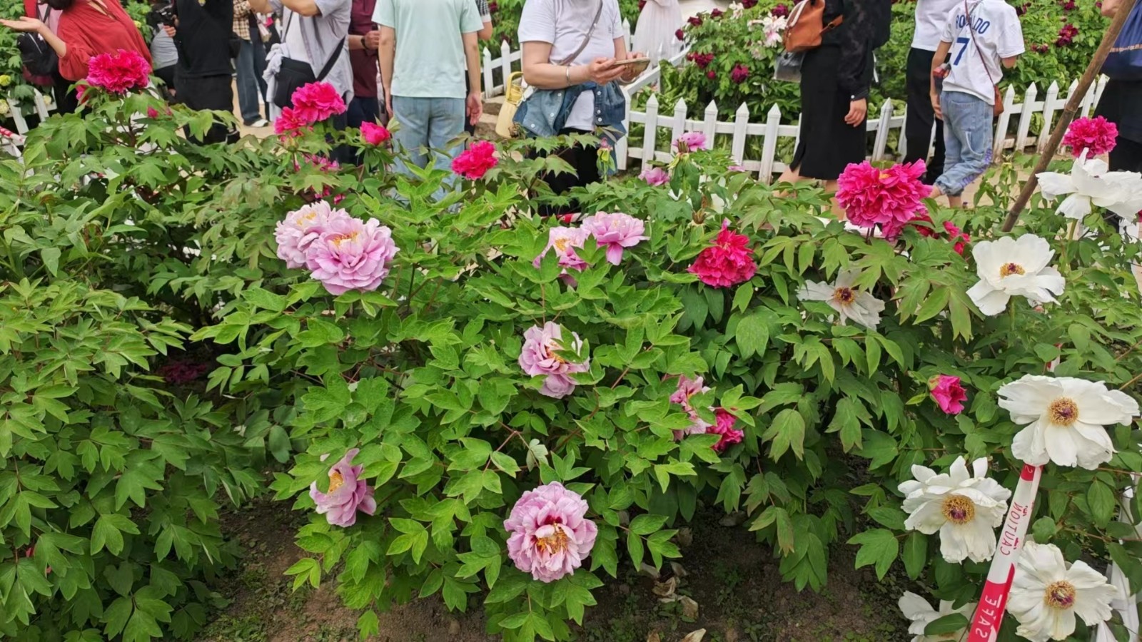 多花.jpg