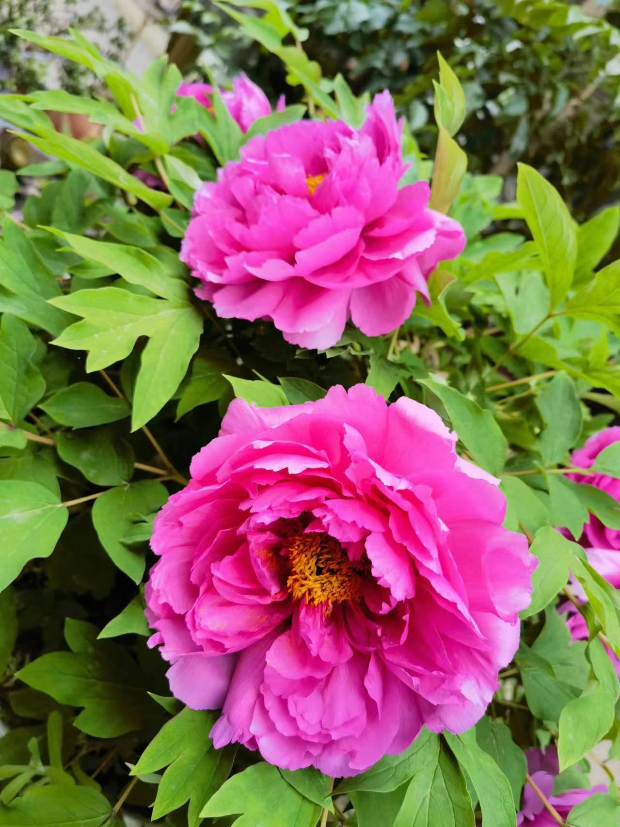 粉花.jpg